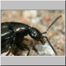 Philonthus sp - Kurzfluegler 01c 12mm.jpg